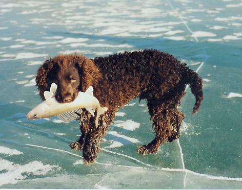 Chien d’eau américain — photo de la race de chien originaire de États-Unis (2)