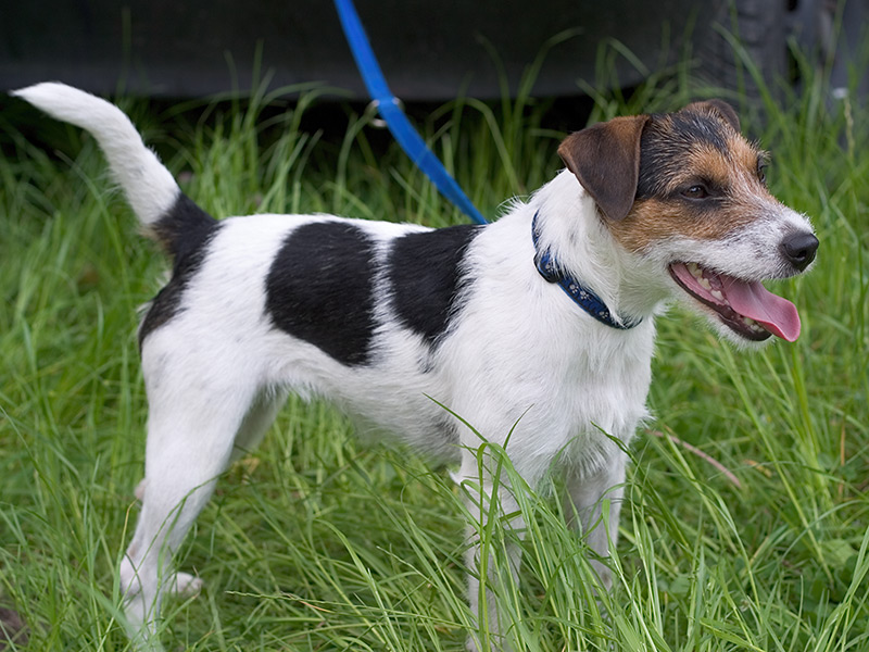 Parson Russell Terrier — photo de la race de chien originaire de Royaume-Uni (4)