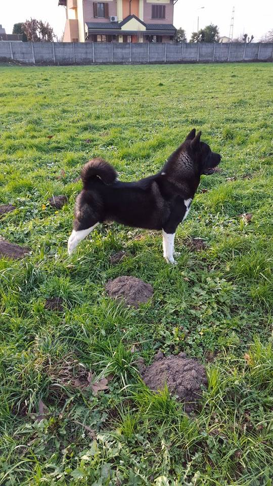Akita américain — photo de la race de chien originaire de États-Unis (6)