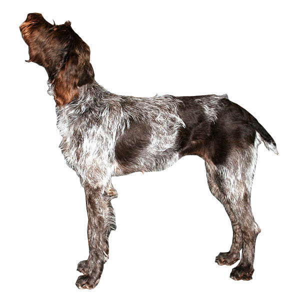 Barbu tchèque — photo de la race de chien originaire de Tchéquie (1)