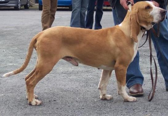 Chien courant espagnol — photo de la race de chien originaire de Espagne (1)