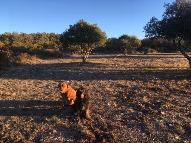 Dogue de Bordeaux — photo de la race de chien originaire de France (6)