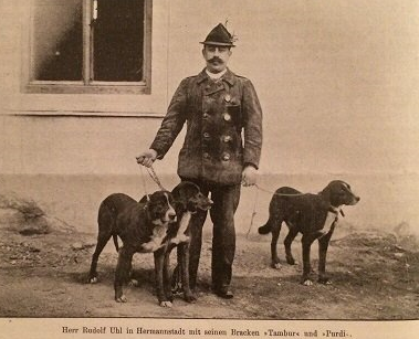Chien courant de Transylvanie — photo de la race de chien originaire de Hongrie (6)