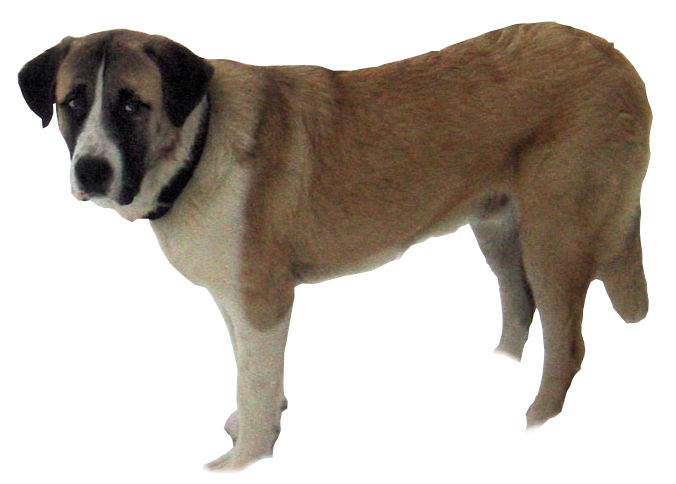 Rafeiro do Alentejo — photo de la race de chien originaire de Portugal (5)