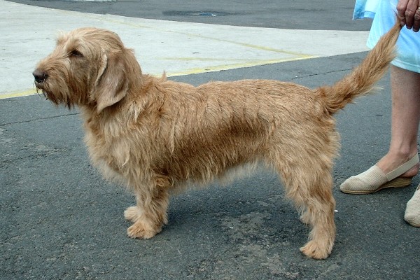 Basset fauve de Bretagne — photo de la race de chien originaire de France (1)