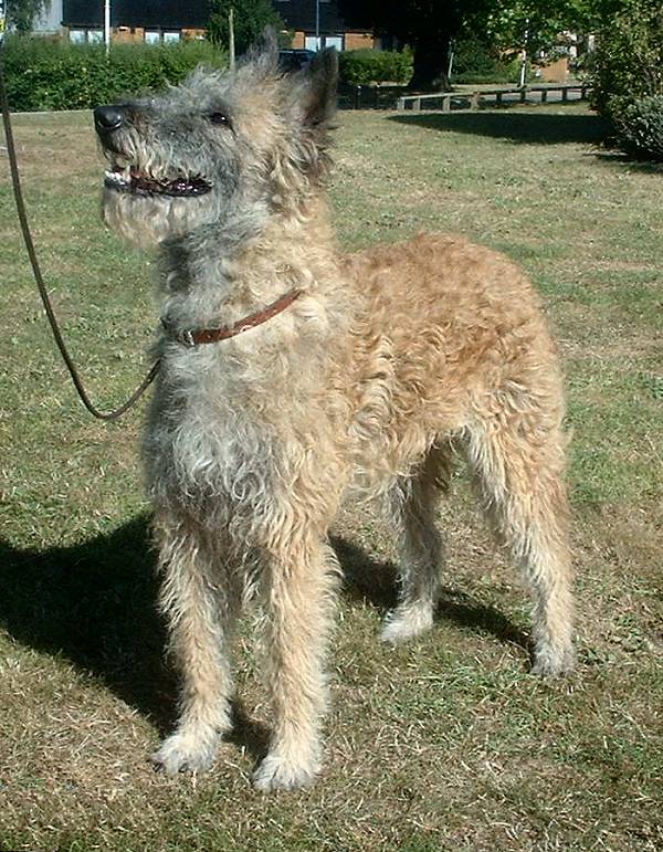 Berger Belge Laekenois — photo de la race de chien originaire de Belgique (2)