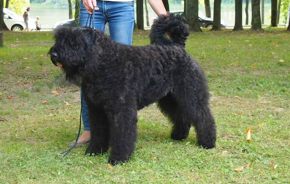 Bouvier des Flandres — photo de la race de chien originaire de Belgique (4)