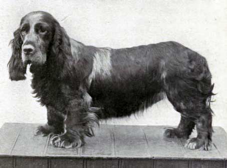 Field Spaniel — photo de la race de chien originaire de Angleterre (4)