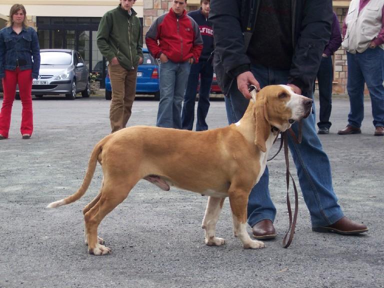 Chien courant espagnol — photo de la race de chien originaire de Espagne (2)