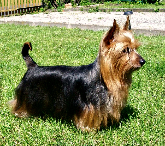 Silky Terrier — photo de la race de chien originaire de Australie (4)
