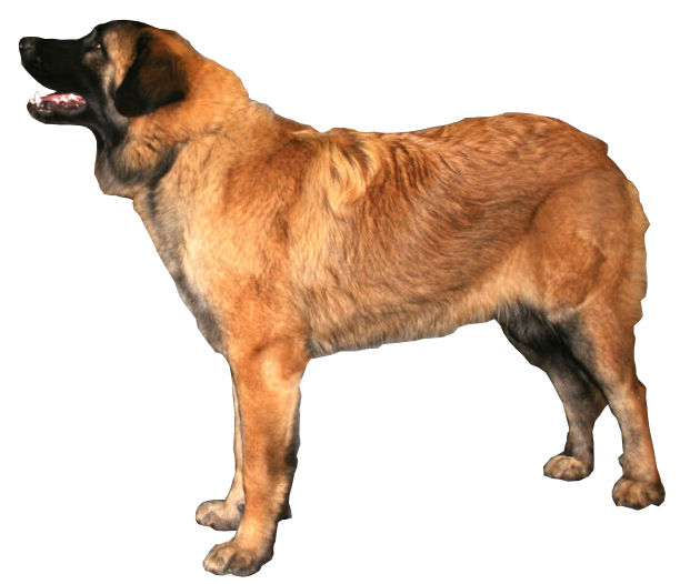 Chien de montagne portugais — photo de la race de chien originaire de Portugal (5)