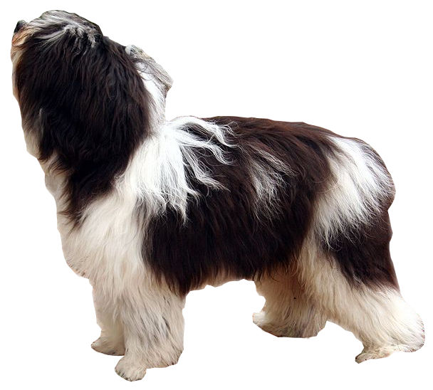 Berger polonais de plaine — photo de la race de chien originaire de Pologne (3)