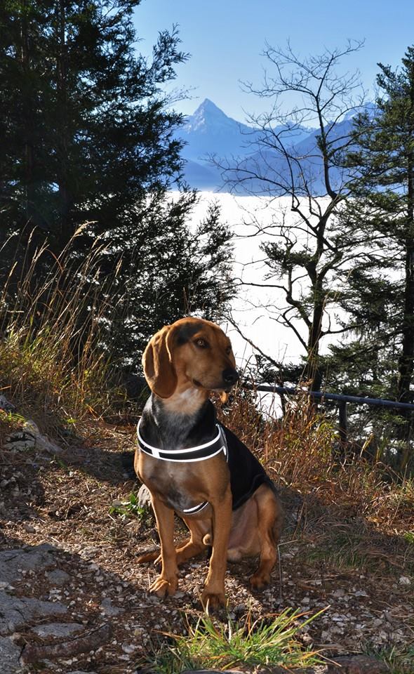 Chien courant grec — photo de la race de chien originaire de Grèce (5)
