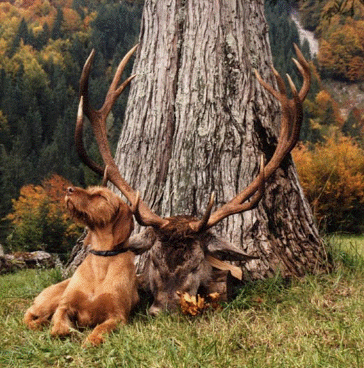 Braque hongrois à poil dur — photo de la race de chien originaire de Hongrie (4)