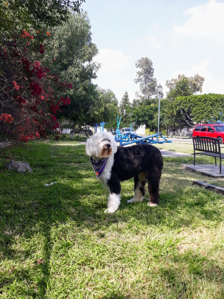 Billy — photo de la race de chien originaire de France (2)