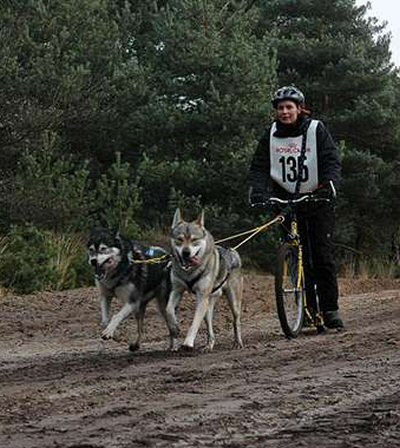 Tamaskan — photo de la race de chien originaire de Royaume-Uni (3)