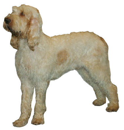 Grand Griffon vendéen — photo de la race de chien originaire de France (4)