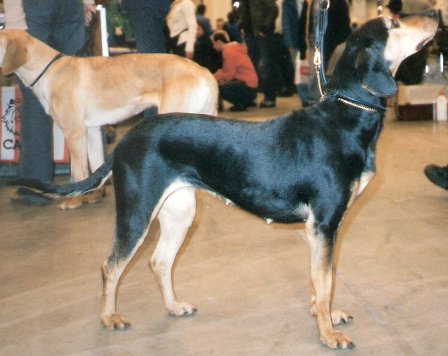Chien courant grec — photo de la race de chien originaire de Grèce (2)