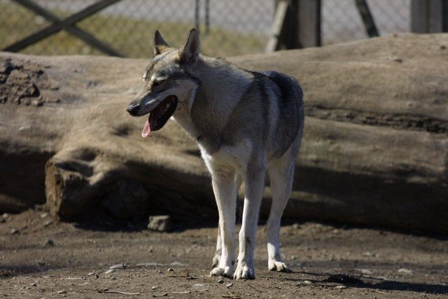 Tamaskan — photo de la race de chien originaire de Royaume-Uni (1)
