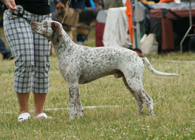 Braque du Bourbonnais — photo de la race de chien originaire de France (3)