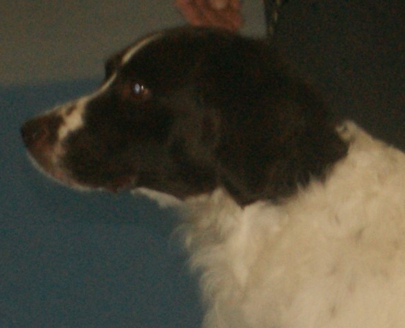 Epagneul à perdrix de Drente — photo de la race de chien originaire de Pays-Bas (3)