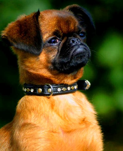 Petit brabançon — photo de la race de chien originaire de Belgique (1)