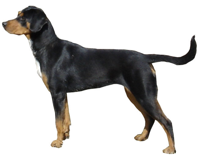 Chien courant de Transylvanie — photo de la race de chien originaire de Hongrie (1)