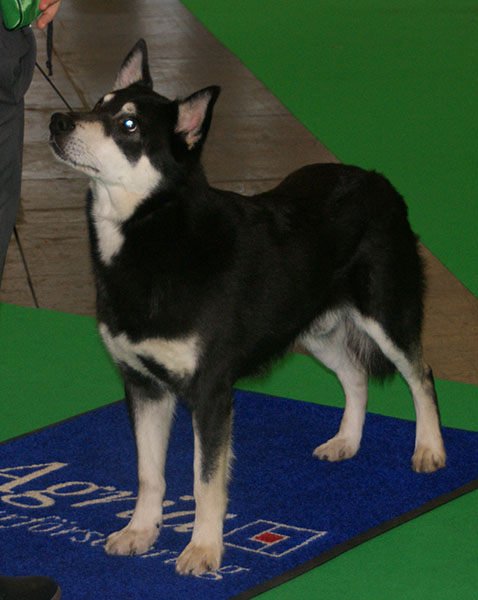 Berger finnois de Laponie — photo de la race de chien originaire de Finlande (6)