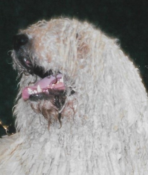 Komondor — photo de la race de chien originaire de Hongrie (4)