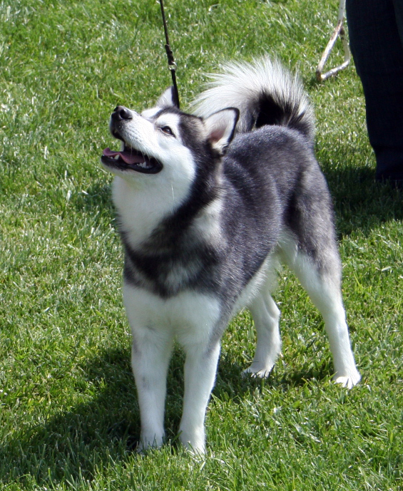 Alaskan Klee Kai — photo de la race de chien originaire de États-Unis (6)