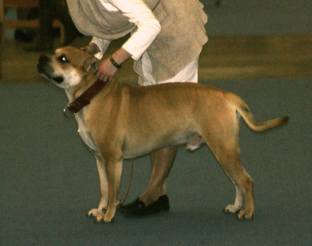 Dogue de Majorque — photo de la race de chien originaire de Majorque, Espagne (5)