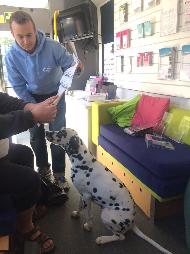 Dalmatien — photo de la race de chien originaire de Croatie (2)