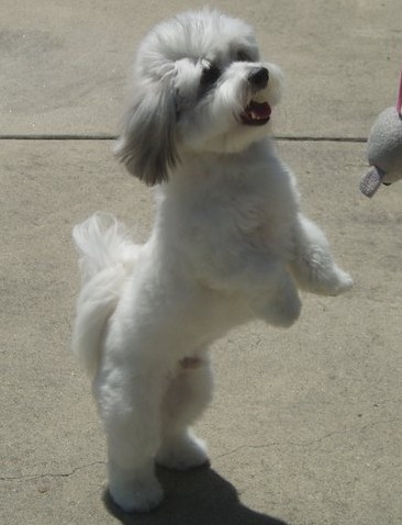 Coton de Tuléar — photo de la race de chien originaire de Madagascar (1)