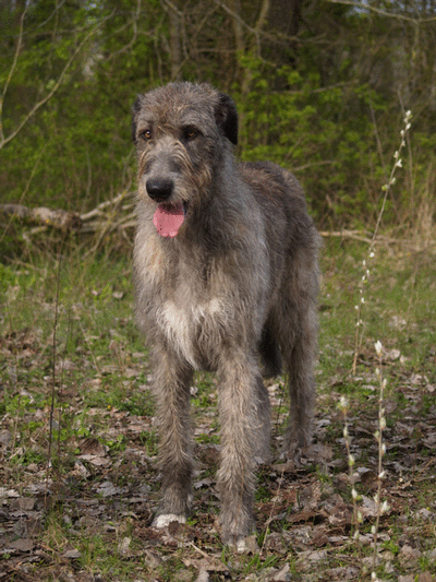 Lévrier irlandais — photo de la race de chien originaire de Irlande (4)