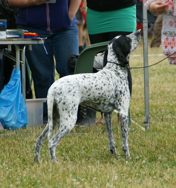 Braque d’Auvergne — photo de la race de chien originaire de France (4)