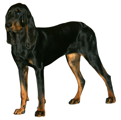 Black and tan coonhound — photo de la race de chien originaire de États-Unis (4)