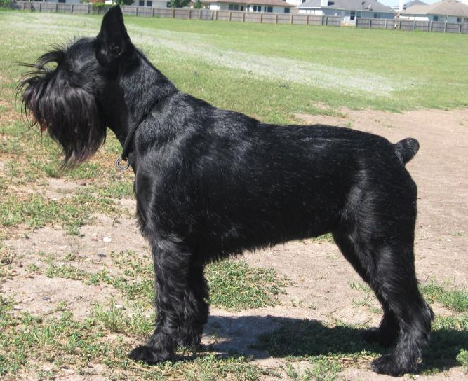 Schnauzer moyen — photo de la race de chien originaire de Allemagne (4)