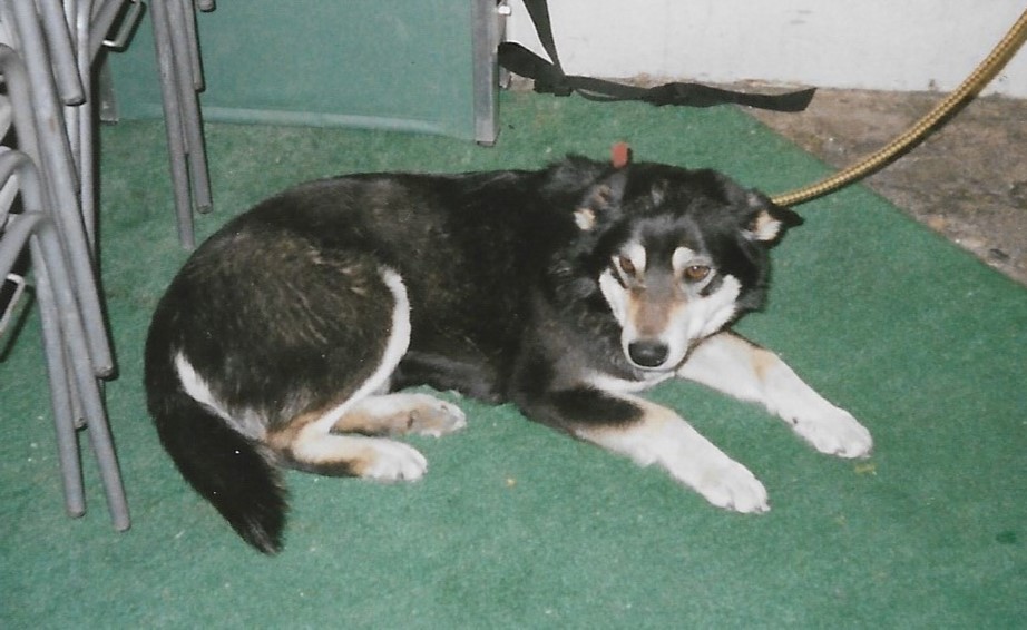 Berger finnois de Laponie — photo de la race de chien originaire de Finlande (3)