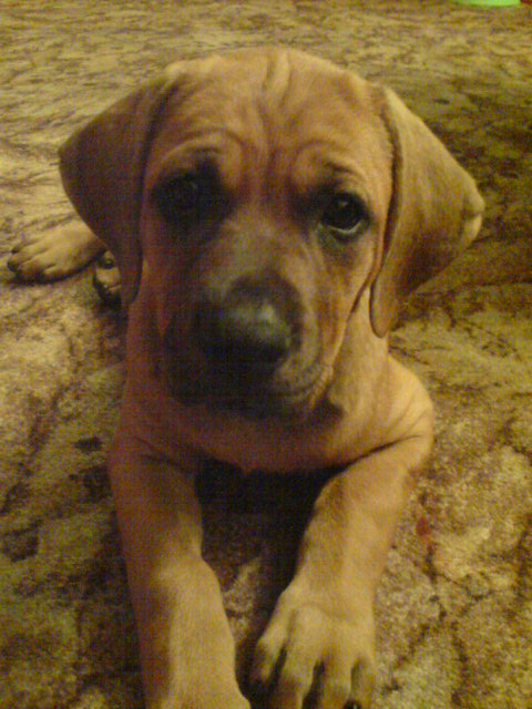 Tosa — photo de la race de chien originaire de Japon (2)