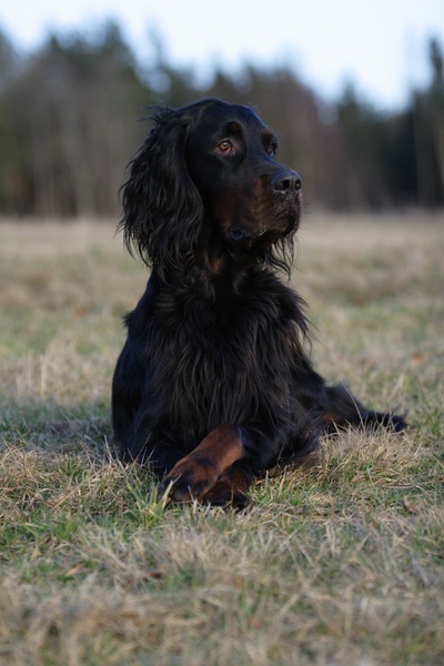 Setter Gordon — photo de la race de chien originaire de Écosse (5)