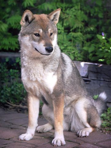 Shikoku Ken — photo de la race de chien originaire de Japon (2)