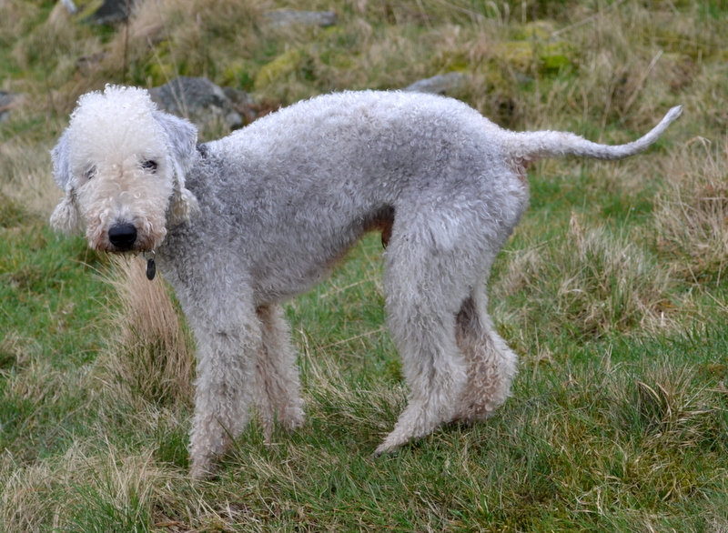 Bedlington terrier — photo de la race de chien originaire de Angleterre (1)