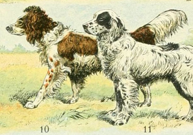Epagneul de Pont-Audemer — photo de la race de chien originaire de France (2)
