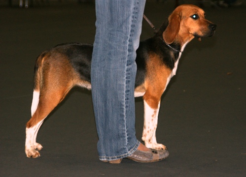 Beagle-harrier — photo de la race de chien originaire de France (4)