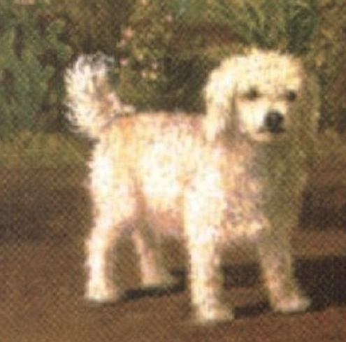 Terrier Irlandais Glen of Imaal — photo de la race de chien originaire de Irlande (2)