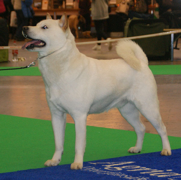 Kishu — photo de la race de chien originaire de Japon (3)