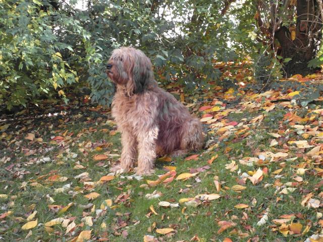 Berger de Brie — photo de la race de chien originaire de France (5)