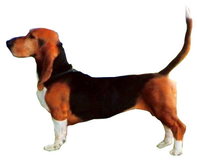 Basset artésien normand — photo de la race de chien originaire de France (3)