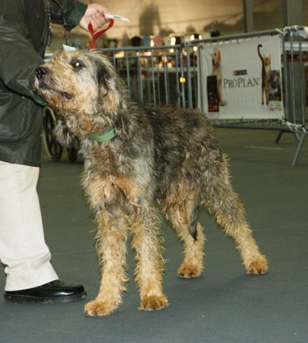 Griffon nivernais — photo de la race de chien originaire de France (2)