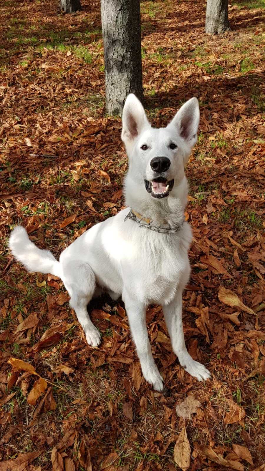 Berger blanc suisse — photo de la race de chien originaire de Suisse (6)
